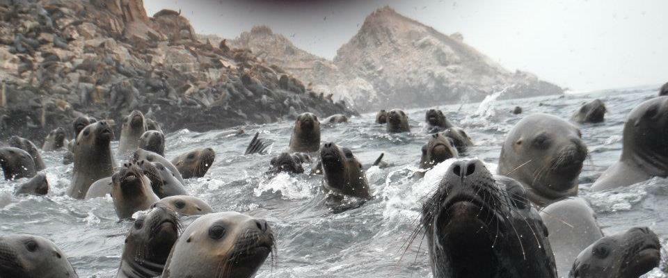 Sea lions at the Palomino islands in Lima Peru